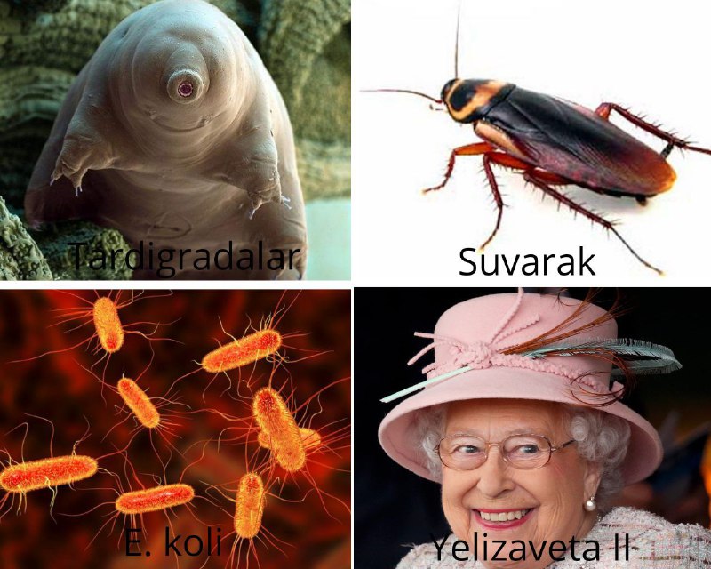 Savol #35352 rasmi
