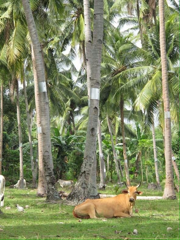Savol #28359 rasmi